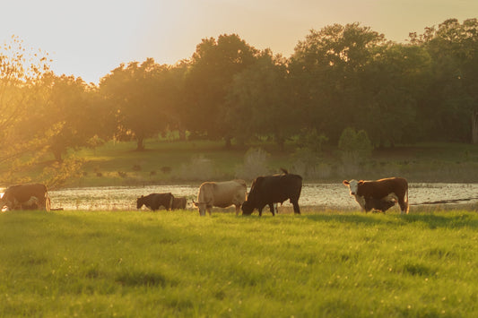 What Does Grass-Fed and Finished Mean (and Why It Matters for Your Skin) - Good Tallow Co.